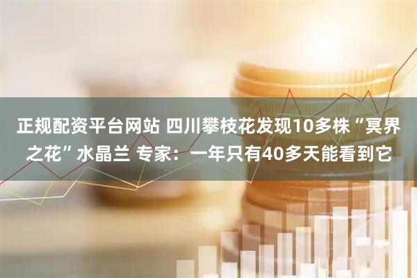 正规配资平台网站 四川攀枝花发现10多株“冥界之花”水晶兰 专家：一年只有40多天能看到它